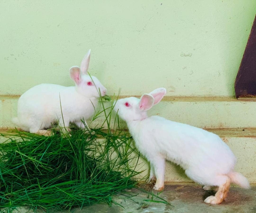 バンガロール Eco Farmヴィラ エクステリア 写真