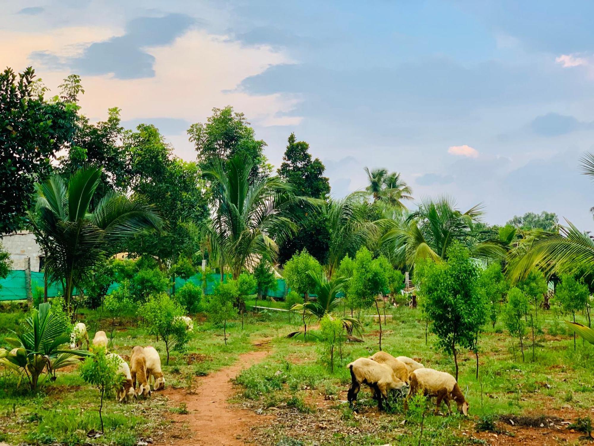 バンガロール Eco Farmヴィラ エクステリア 写真